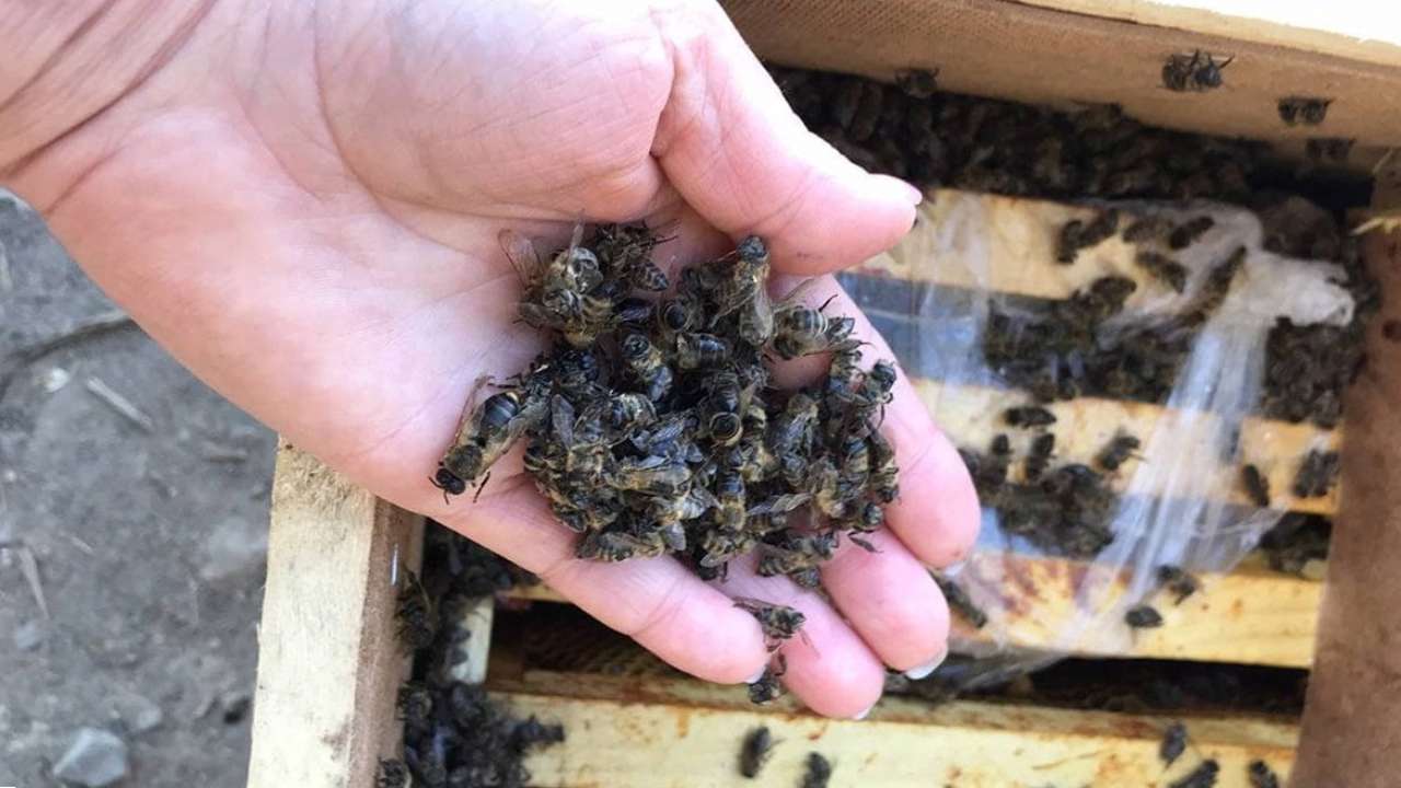 Укрпочта откажется от перевозки насекомых после инцидента с гибелью 8 млн пчел