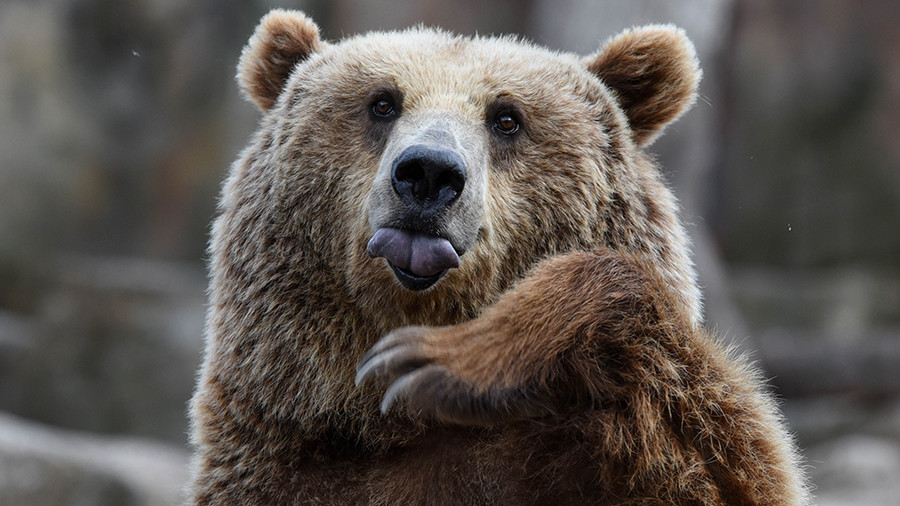 Медведь напал на туристов в Красноярском крае. Есть погибший