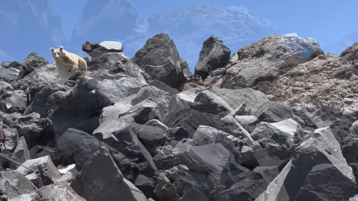 На горе Арарат украинских туристов попытался атаковать редкий медведь-альбинос (видео)