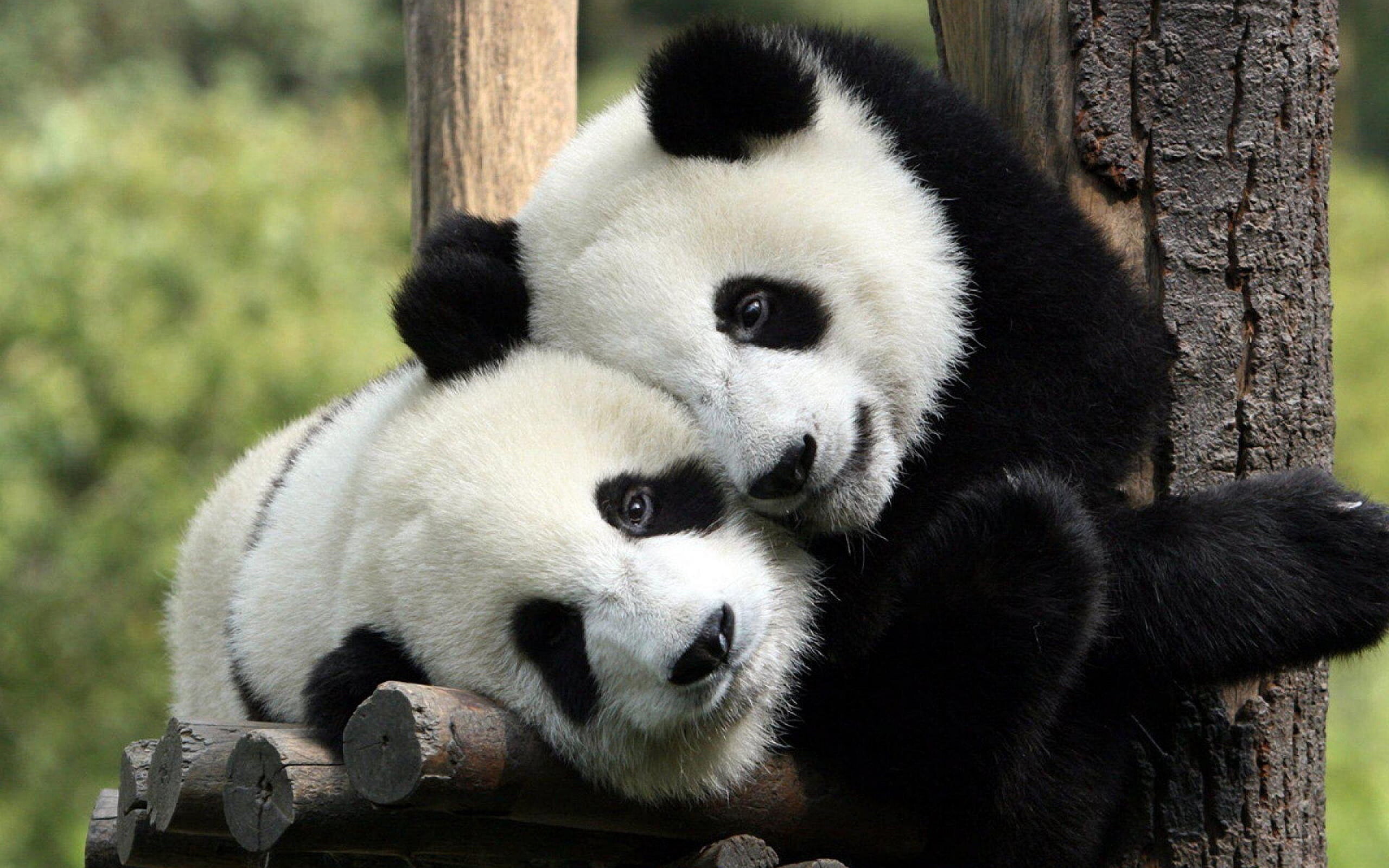 Китай заявил, что панды больше не находятся под угрозой исчезновения