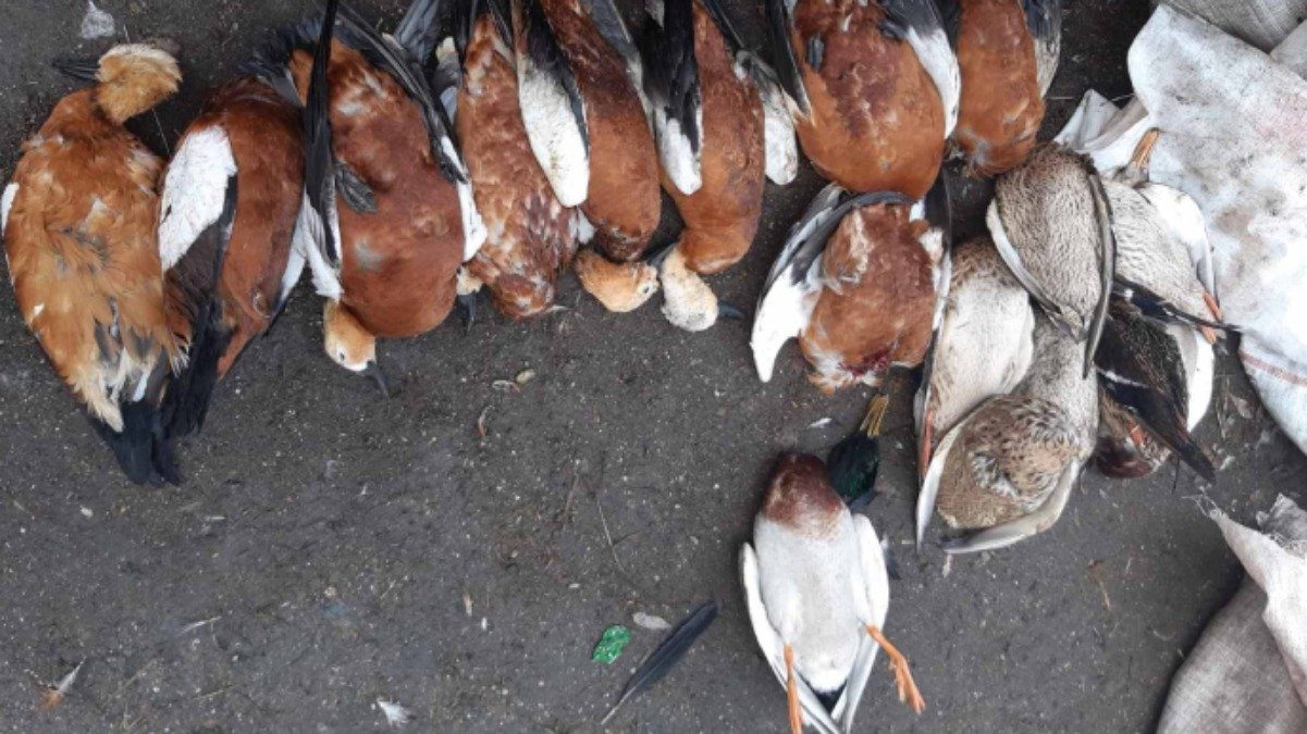 Возле заповедника «Аскания-Нова» запретили использовать яд, вызвавший массовую гибель краснокнижных птиц