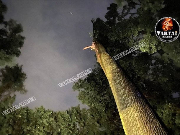 «Шанса выжить у них не было»: во Львове дерево упало на молодую пару (фото, видео 18+) - 4 - изображение
