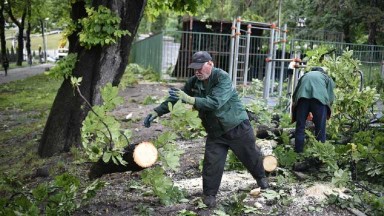 «Шанса выжить у них не было»: во Львове дерево упало на молодую пару (фото, видео 18+)