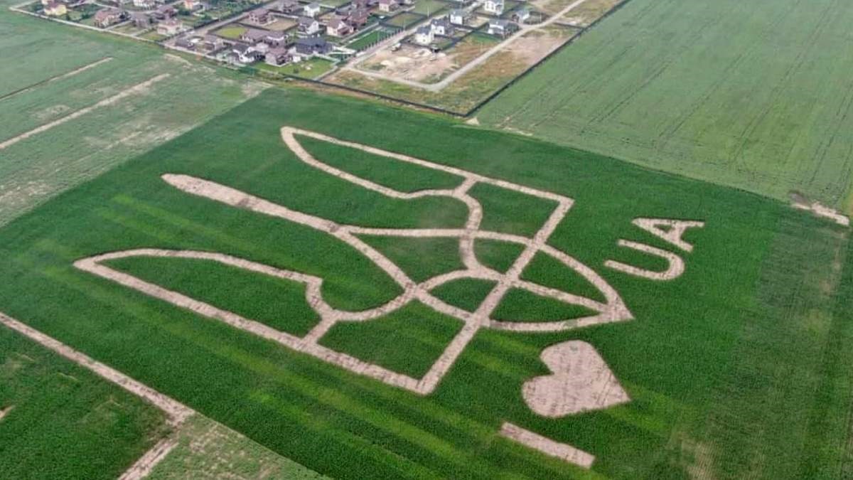 Под Винницей вырастили яблоки с Тризубами ко Дню независимости (фото)