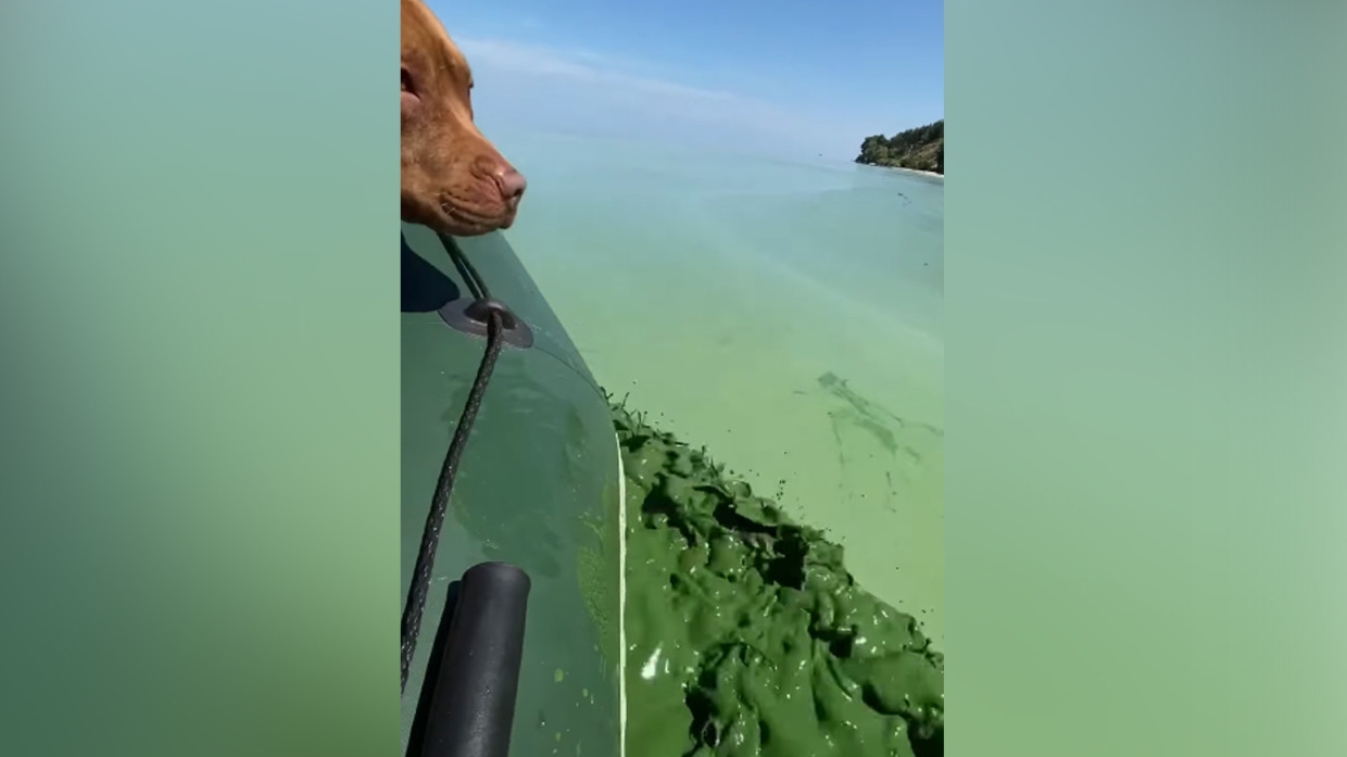 Рыжий пес искупался в Днепре и вылез полностью зеленым (фото)