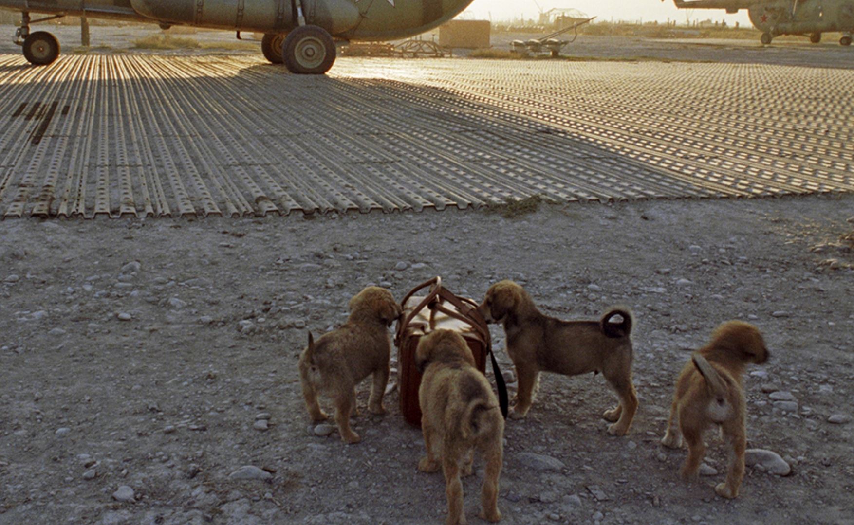 Британия отправит спецрейс в Афганистан за собаками и кошками
