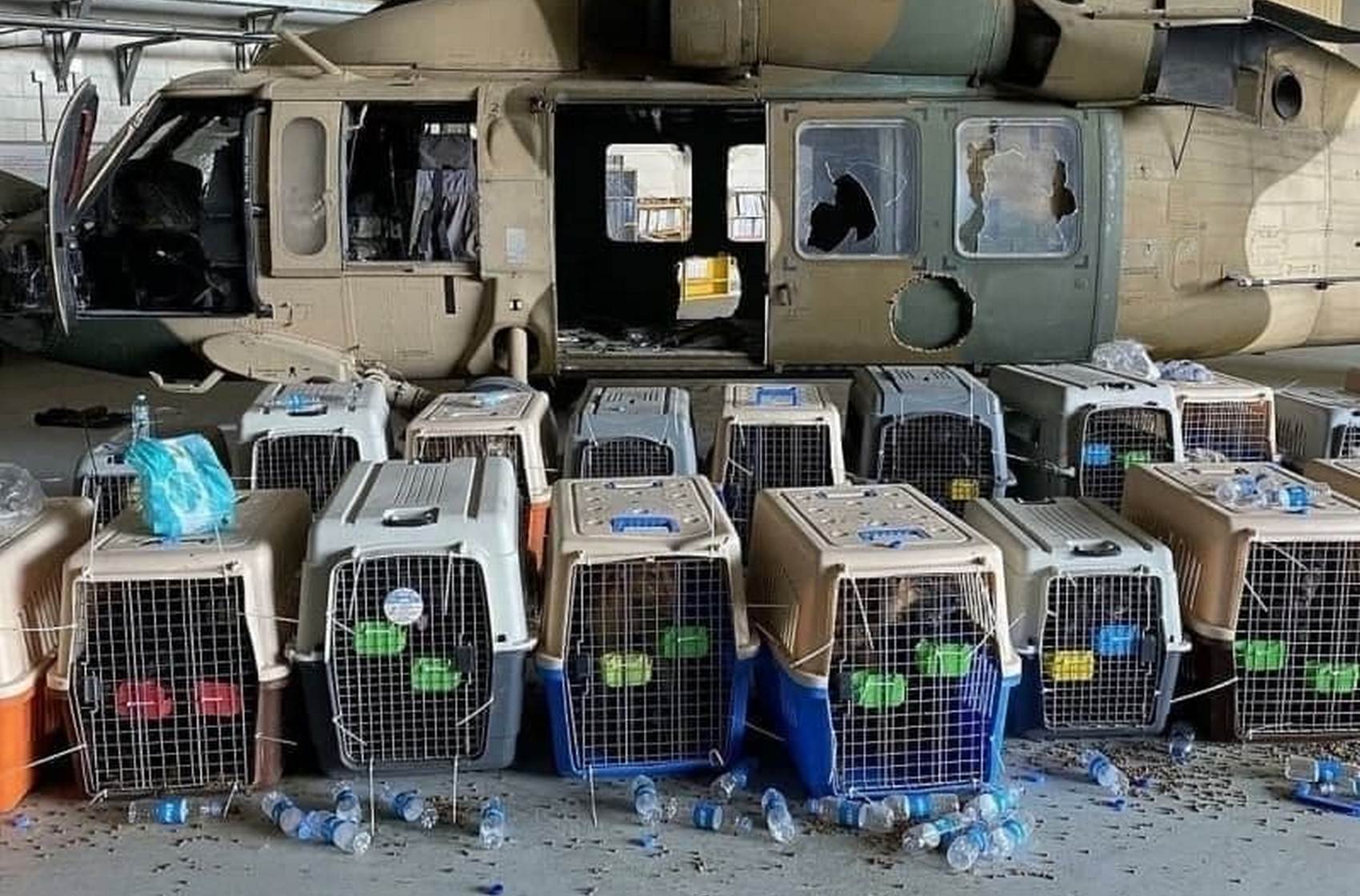 В Пентагоне отрицают, что ВС США оставили в Афганистане служебных собак в клетках
