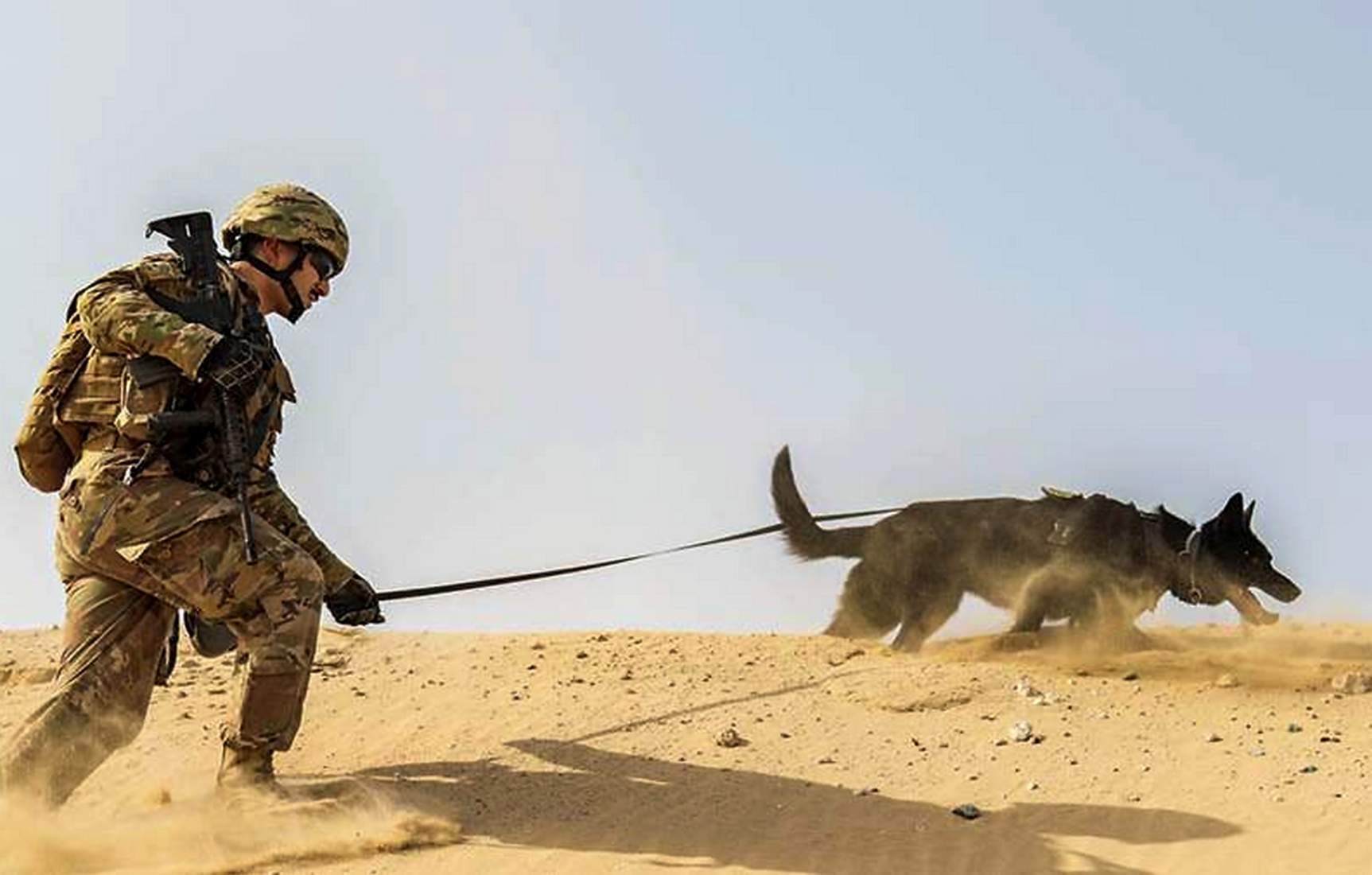 ВС США оставили в Афганистане служебных собак (фото)