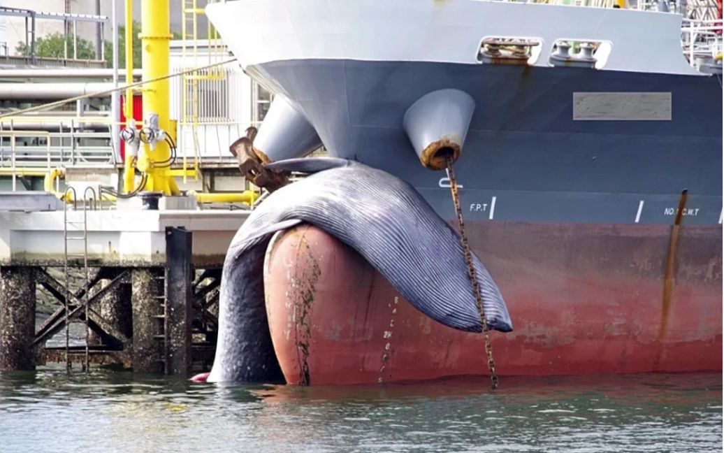 В Японии корабль зашел в порт с мертвым китом на носу