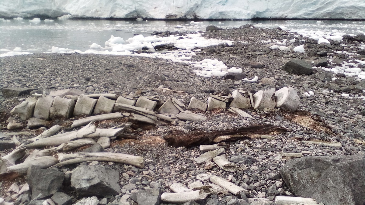 Ученые выяснили возраст останков кита, найденных в районе станции «Вернадский» (фото)