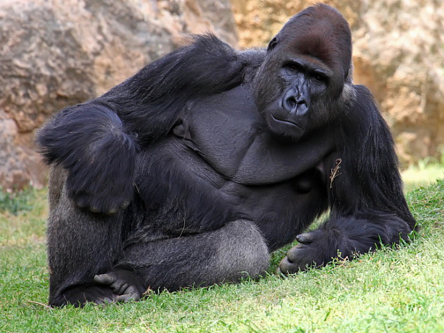 В США у горилл из зоопарка обнаружили COVID-19