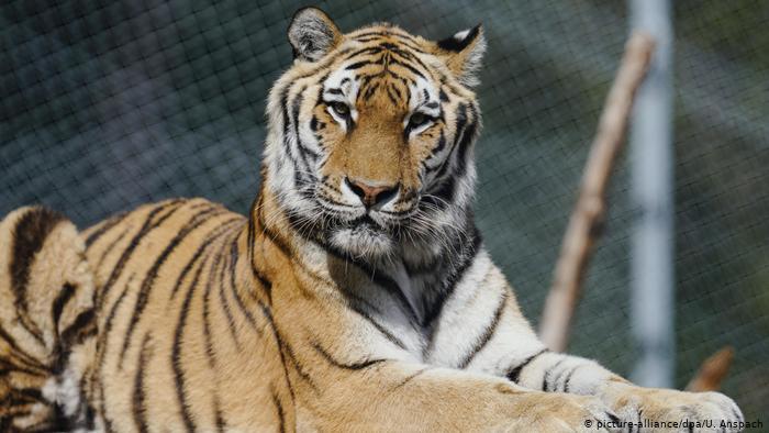 Тигр откусил годовалому ребенку палец в зоопарке в Крыму: мать поднесла сына к клетке (фото)