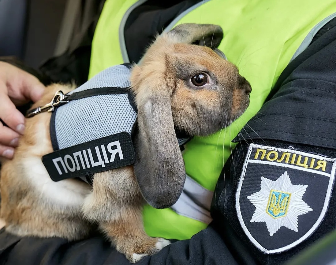 Зверополис: первый в Украине кролик-полицейский завел страницу в Instagram (видео)