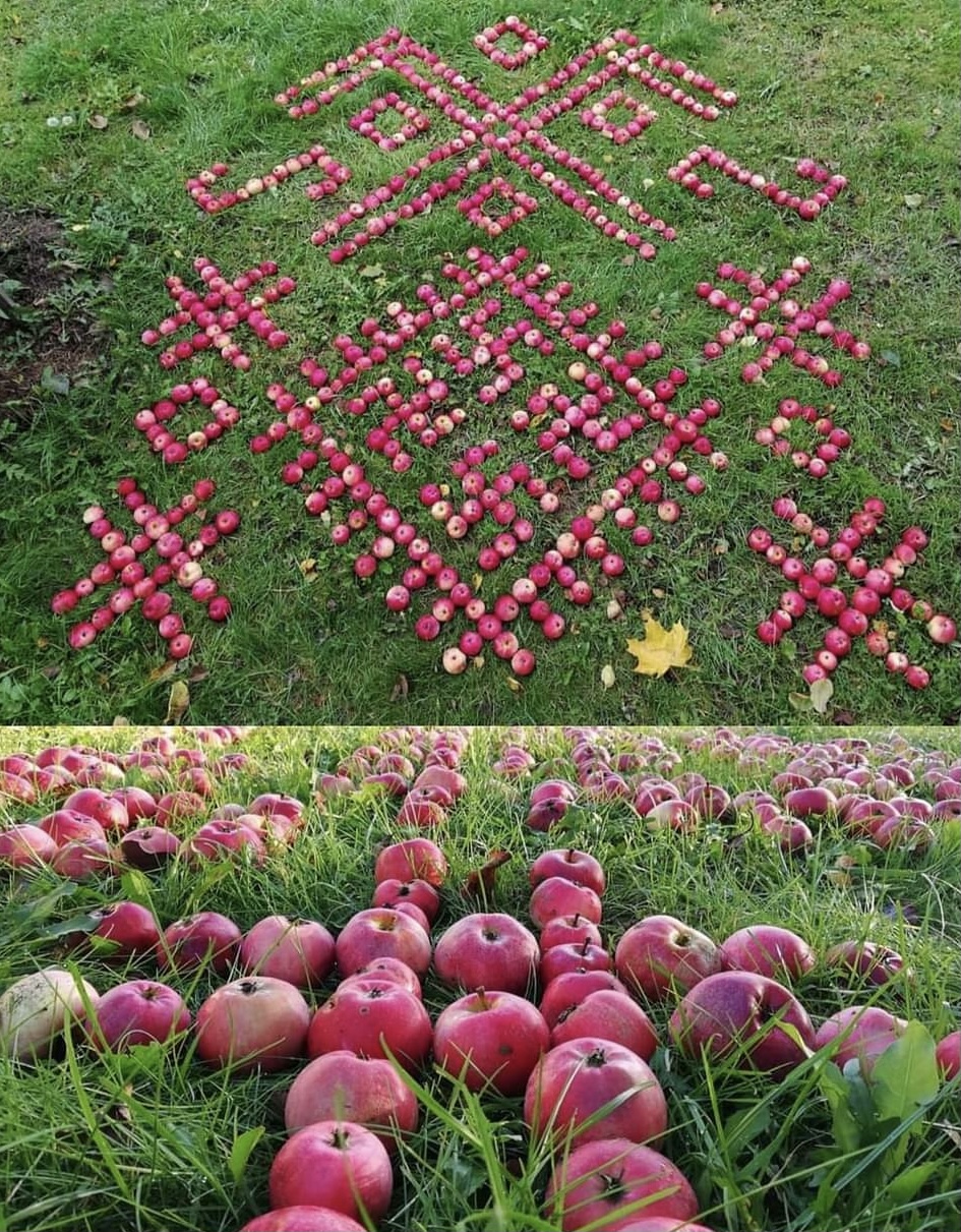 В Латвии собрали урожай яблок и выложили из них орнамент, который похож на свастику (фото) - 1 - изображение