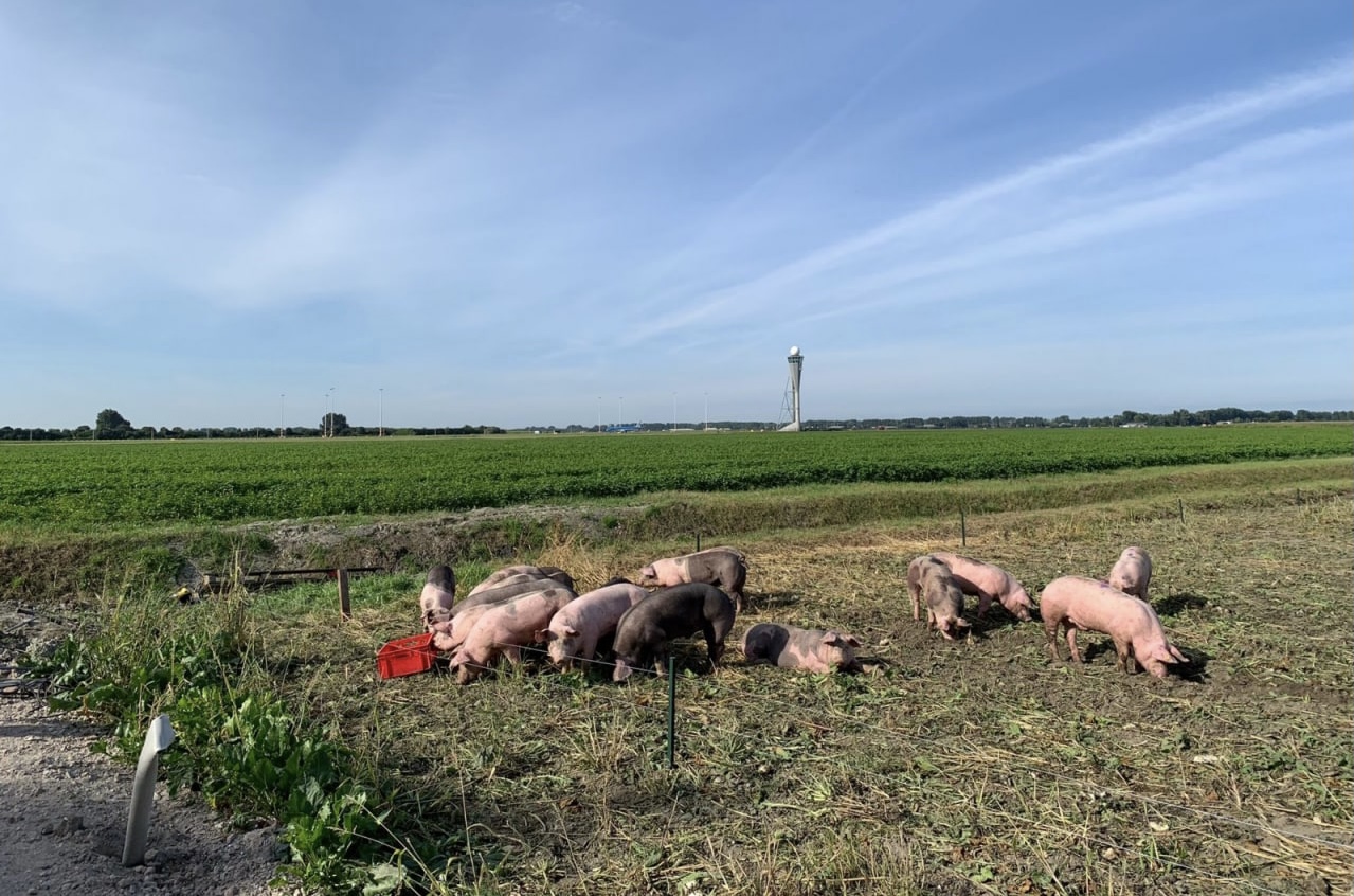 Амстердамский аэропорт Схипхол взял на работу 20 свиней