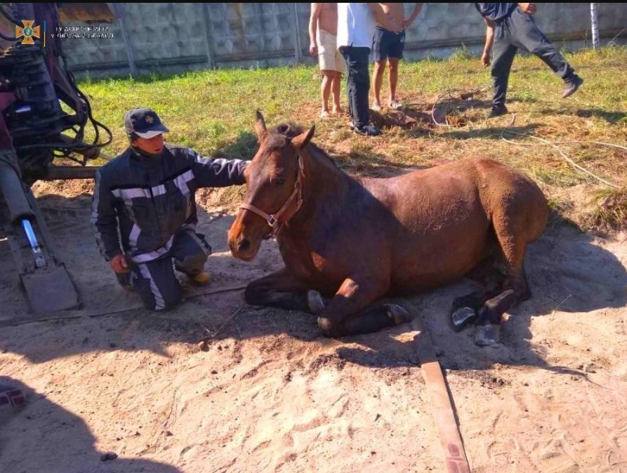 В ГСЧС рассказали о спасении коня из коллектора: волонтеры требуют удалить пост и извиниться (фото)