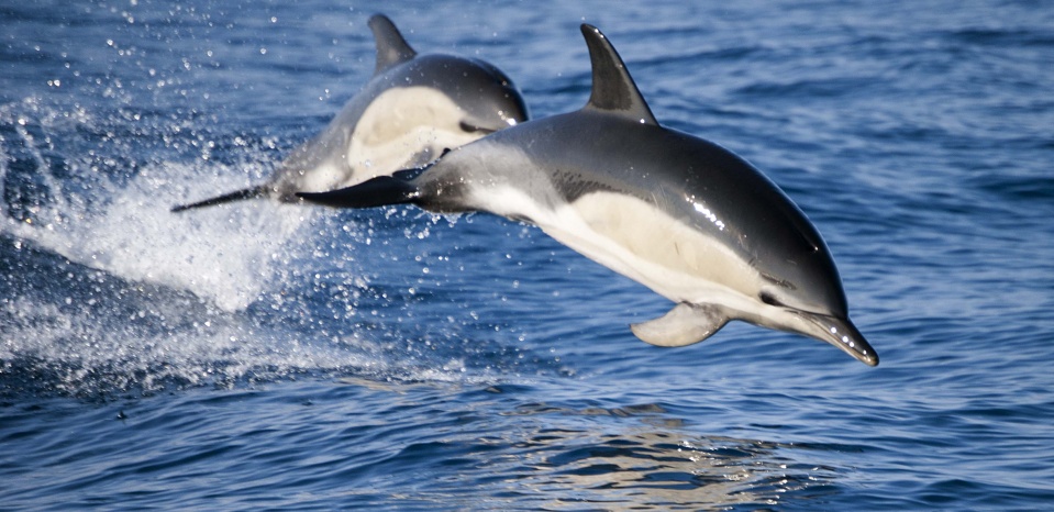 Традиция викингов: на Фарерских островах убили 1428 дельфинов (фото, видео 18+)