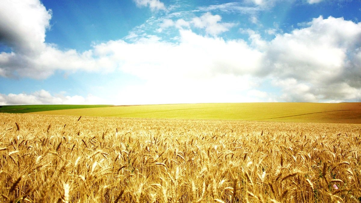 В Госрезерве заявили о критически низких запасах зерна