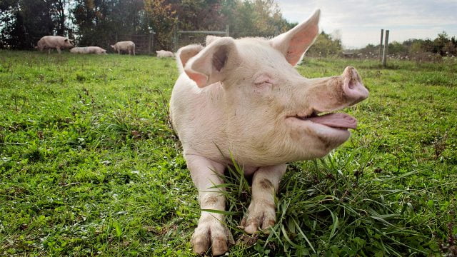 В США скончалась самая старая в мире свинья (видео)