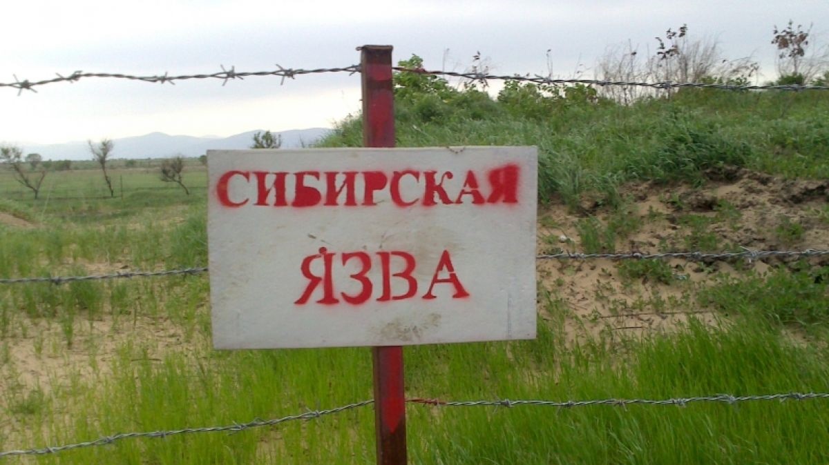 В Украине зафиксировали случай сибирской язвы