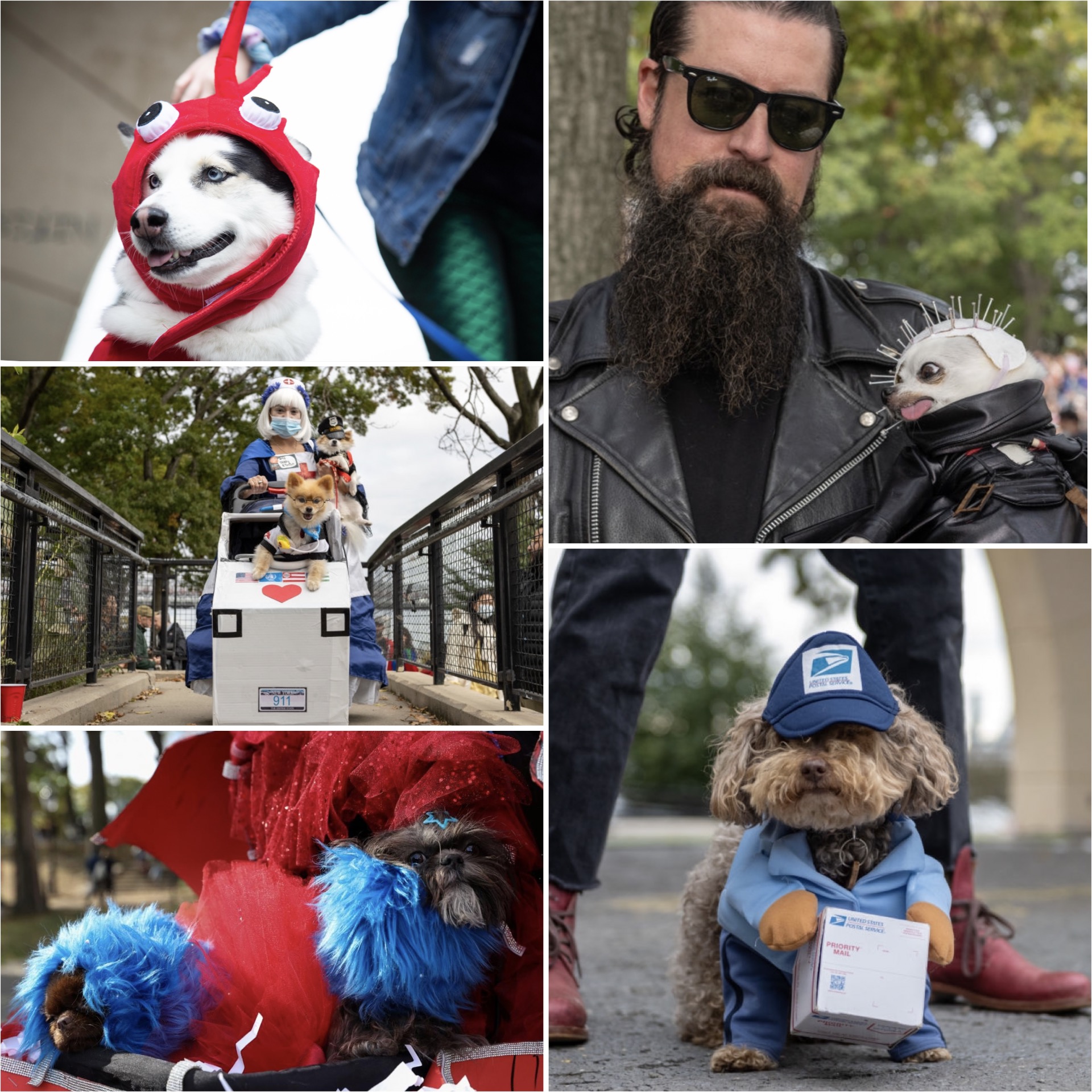 В Нью-Йорке состоялся ежегодный фестиваль хэллоуинских нарядов для собак (фото) - 3 - изображение