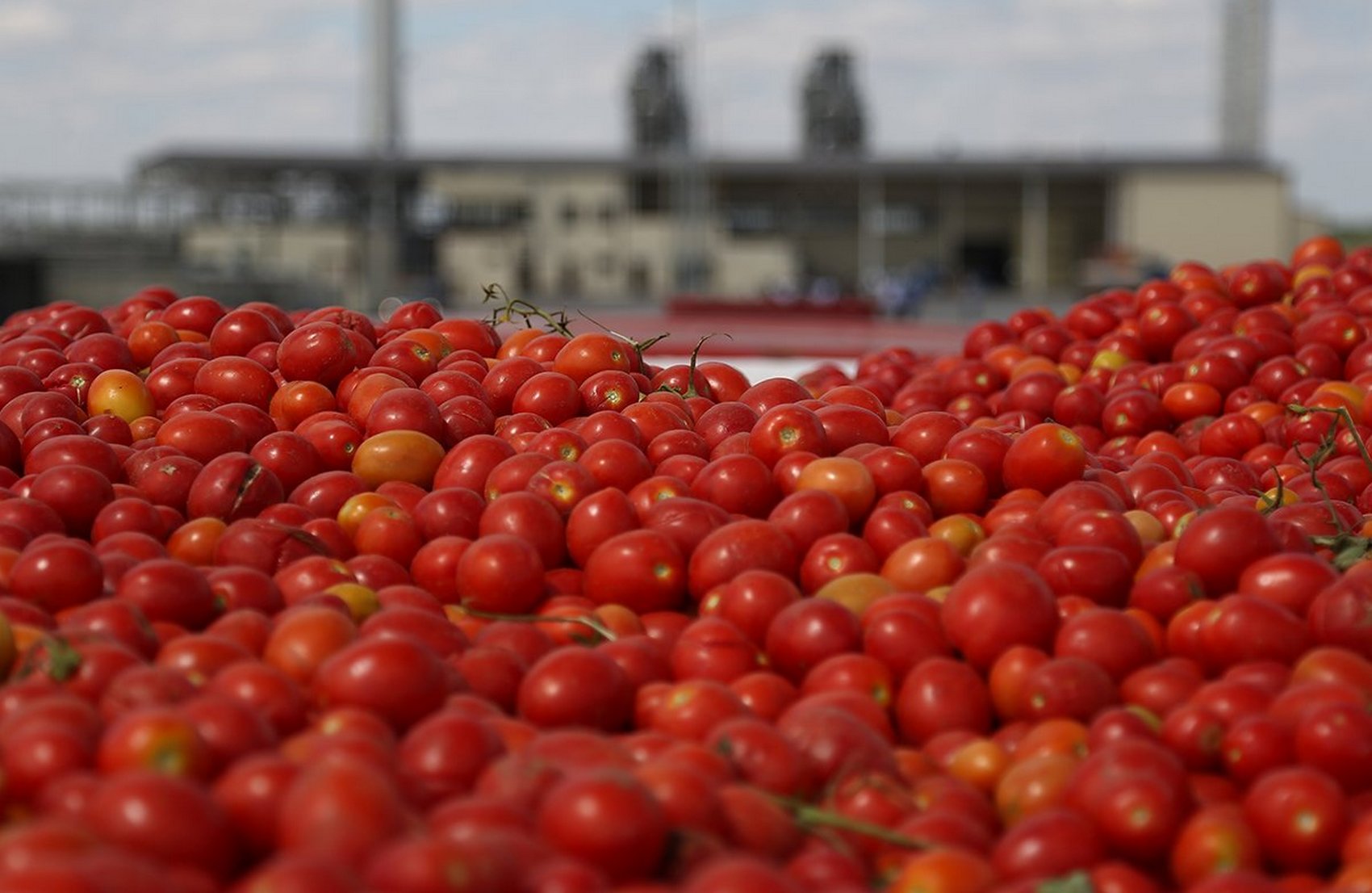 Под Херсоном фермеры выбрасывают помидоры из-за низкого спроса (видео)