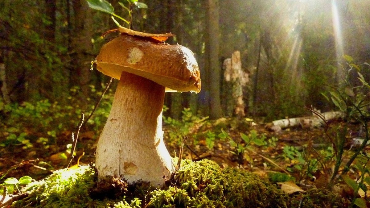 Рада хочет запретить продажу грибов, собранных в лесу