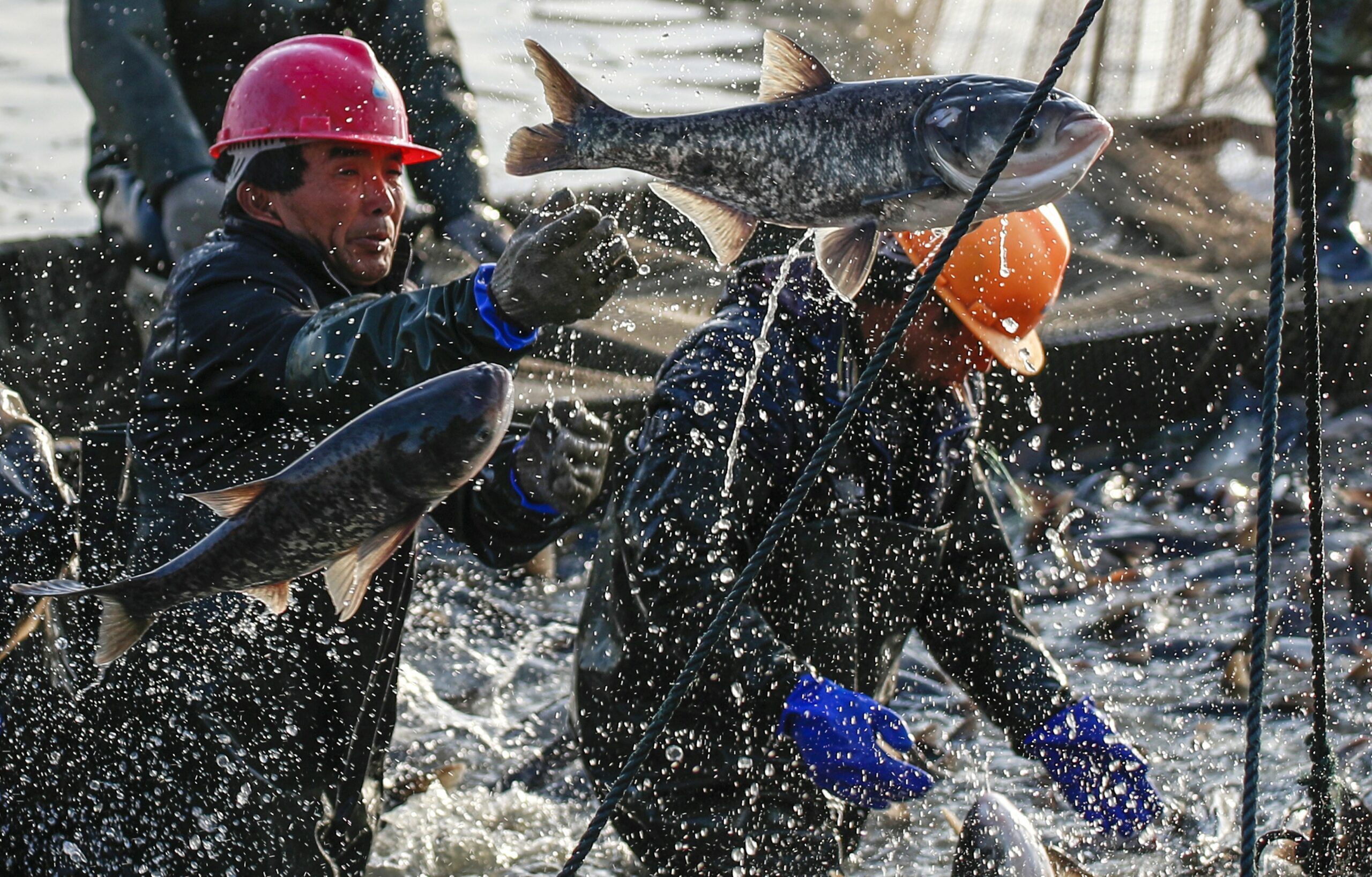Помогите гоби и южную добыть рыбу. Рыболовство в Японии. Япония рыбный промысел. Рыболовство это сельское хозяйство. Южная Корея рыболовство.