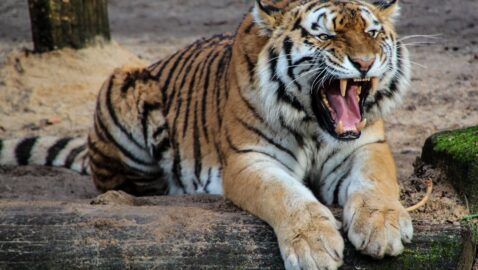 В Словакии пытаются поймать сбежавшего из Украины тигра